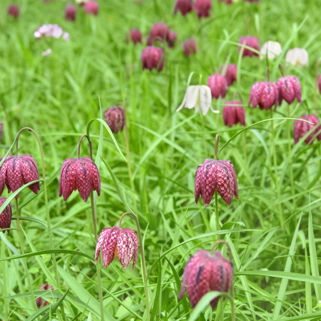 Fritillaria meleagris - Bossolo dei dadi