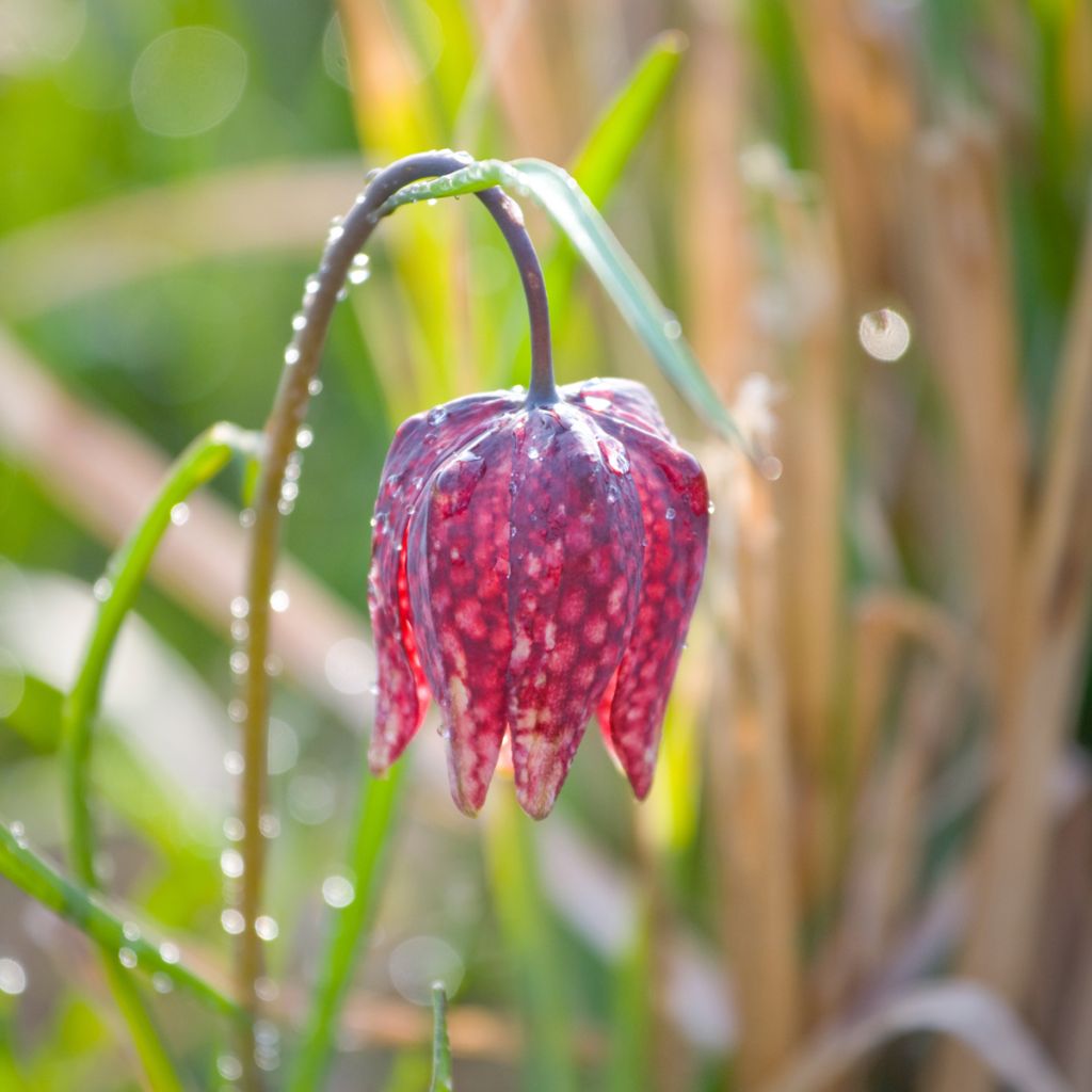 Fritillaria meleagris - Bossolo dei dadi