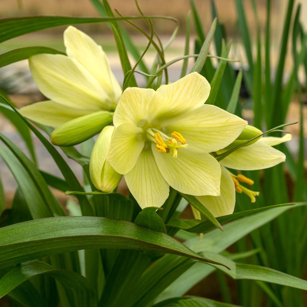 Fritillaria raddeana - Couronne impériale