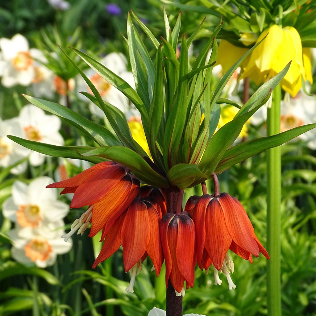 Fritillaria imperialis Rubra - Corona imperiale