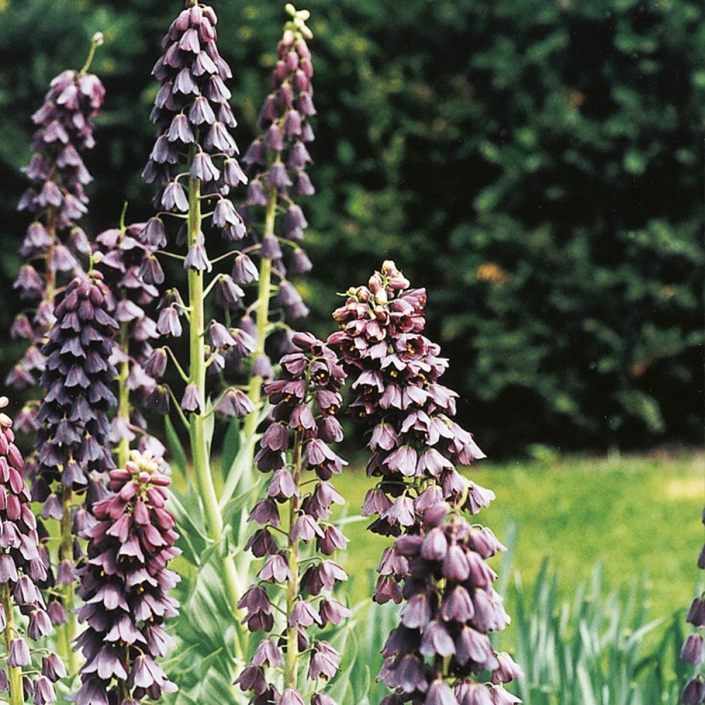 Fritillaria persica - Meleagride persiana