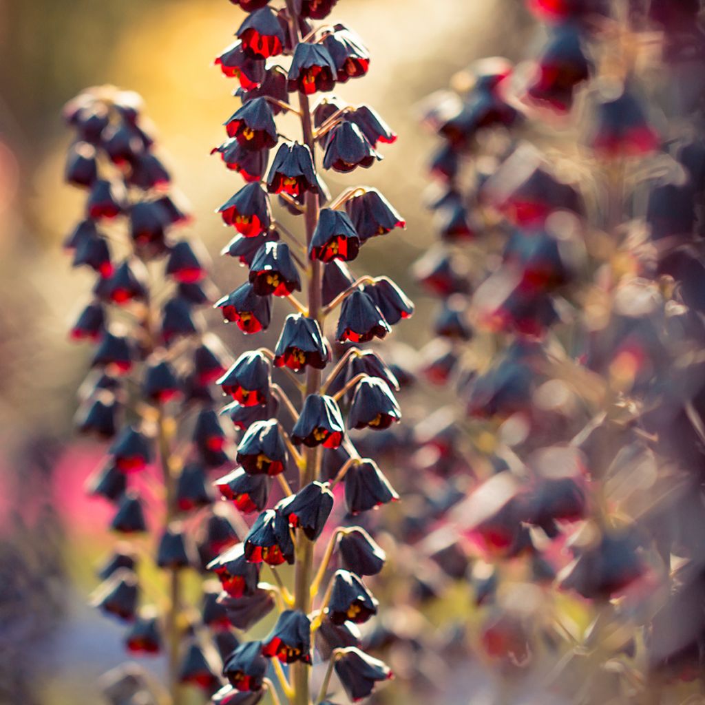 Fritillaria persica - Meleagride persiana