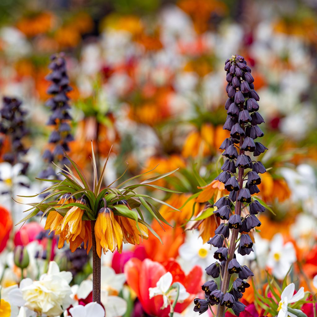 Fritillaria persica - Meleagride persiana