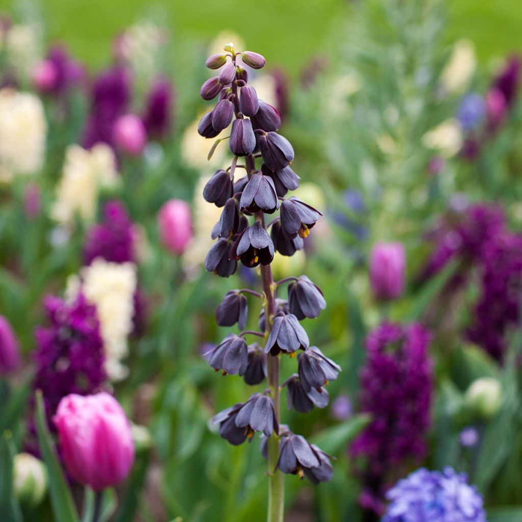 Fritillaria persica - Meleagride persiana