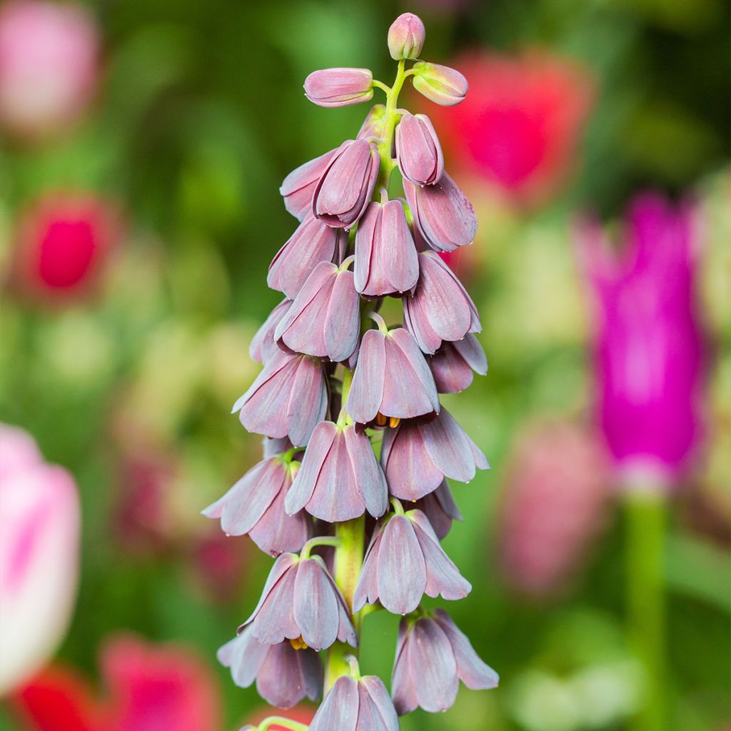 Fritillaria persica - Meleagride persiana