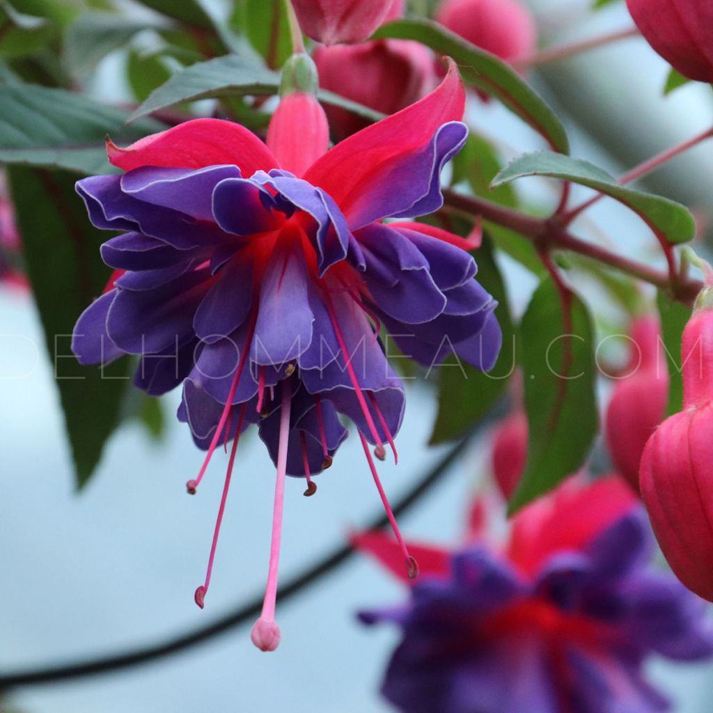 Fuchsia Bernadette - Fucsia