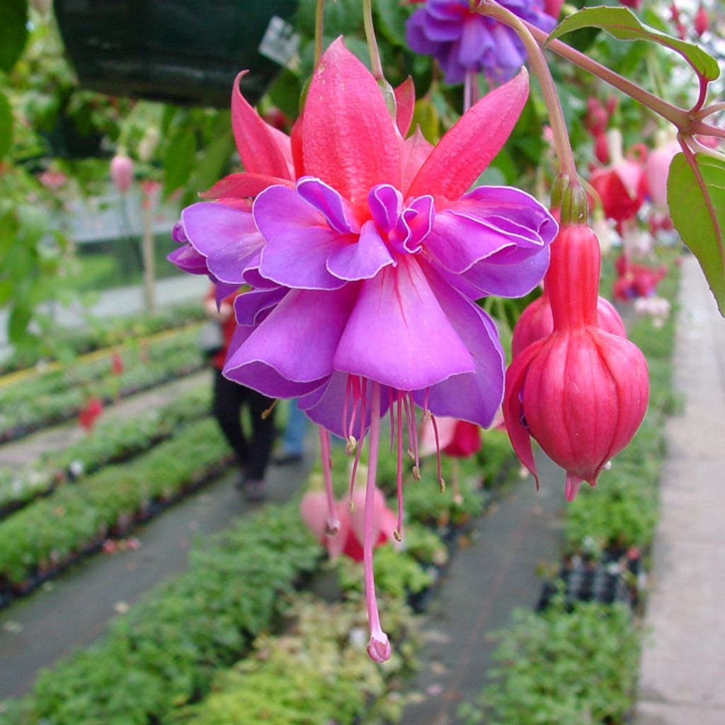 Fuchsia Bernadette - Fucsia