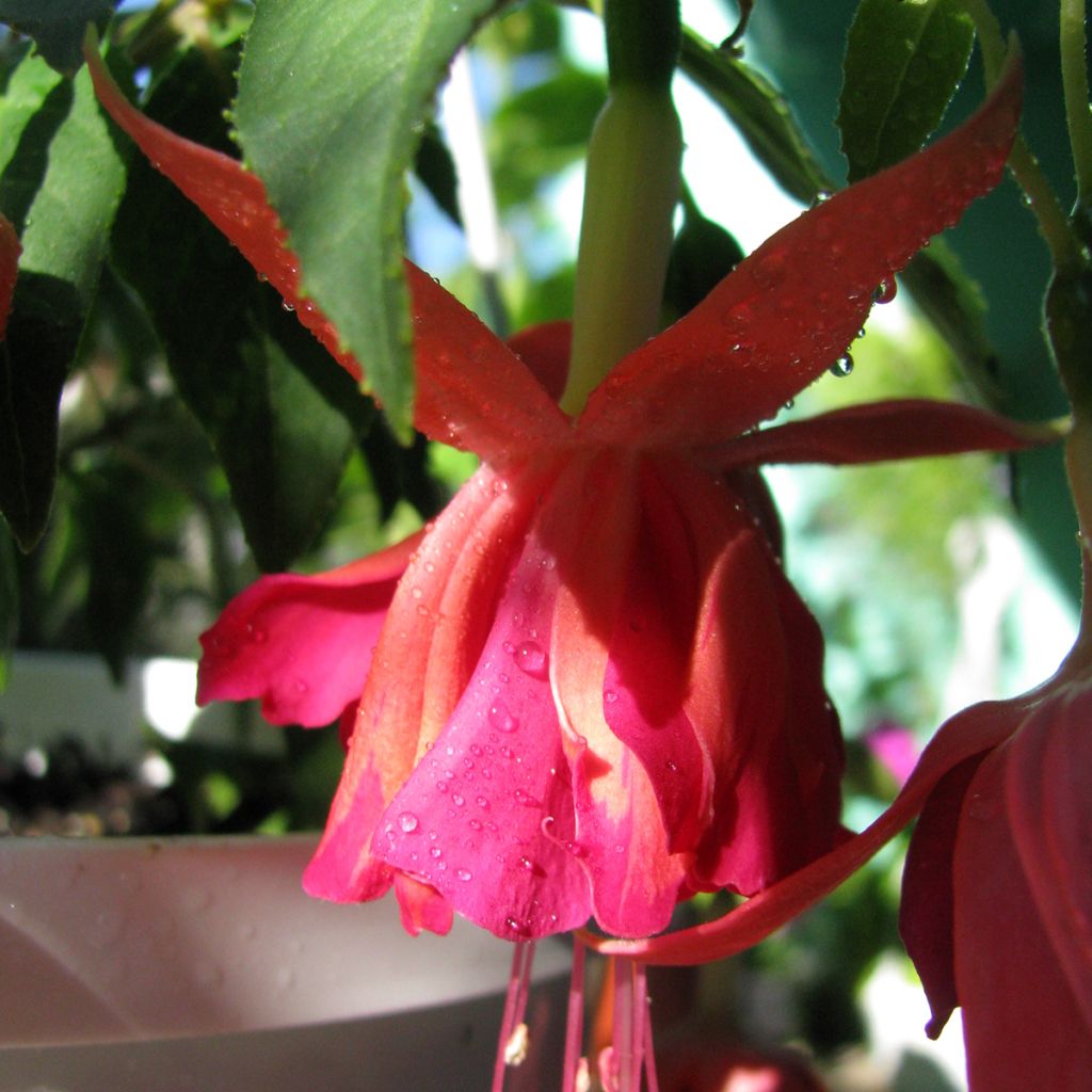 Fuchsia Bicentennial - Fucsia