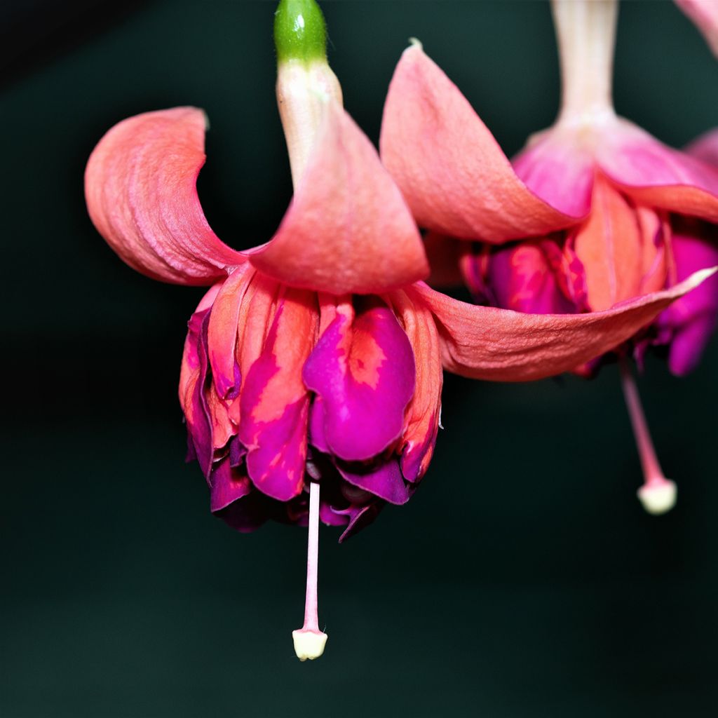 Fuchsia Bicentennial - Fucsia