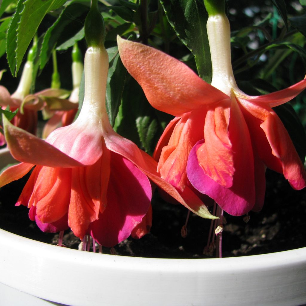 Fuchsia Bicentennial - Fucsia