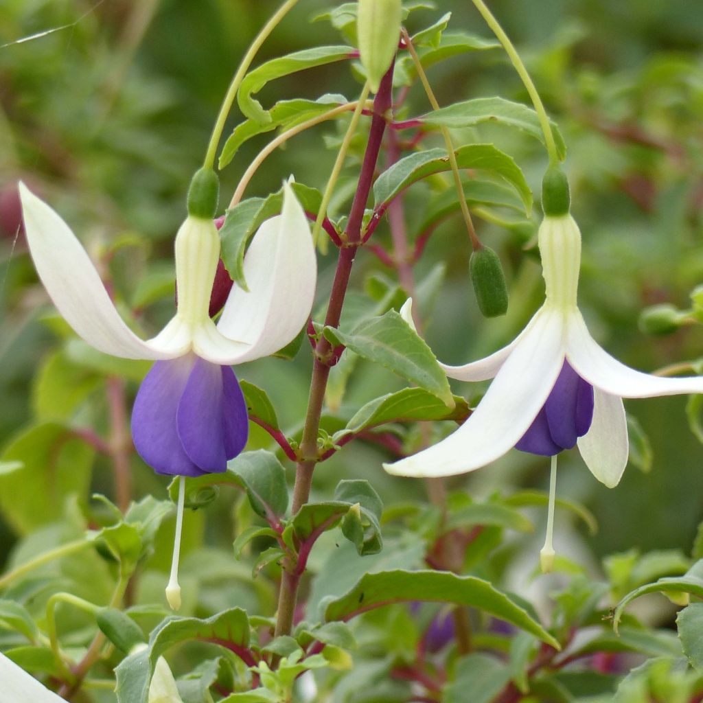 Fuchsia Blue Sarah - Fucsia