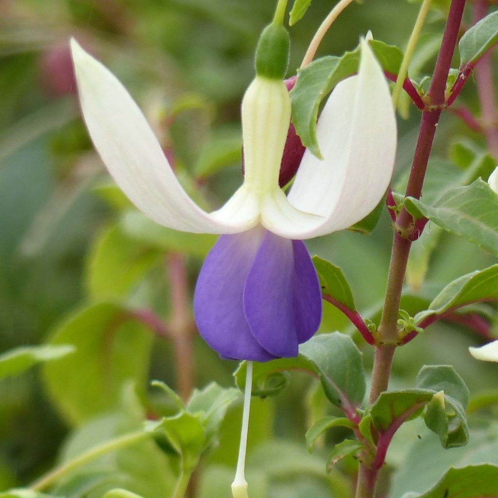 Fuchsia Blue Sarah - Fucsia