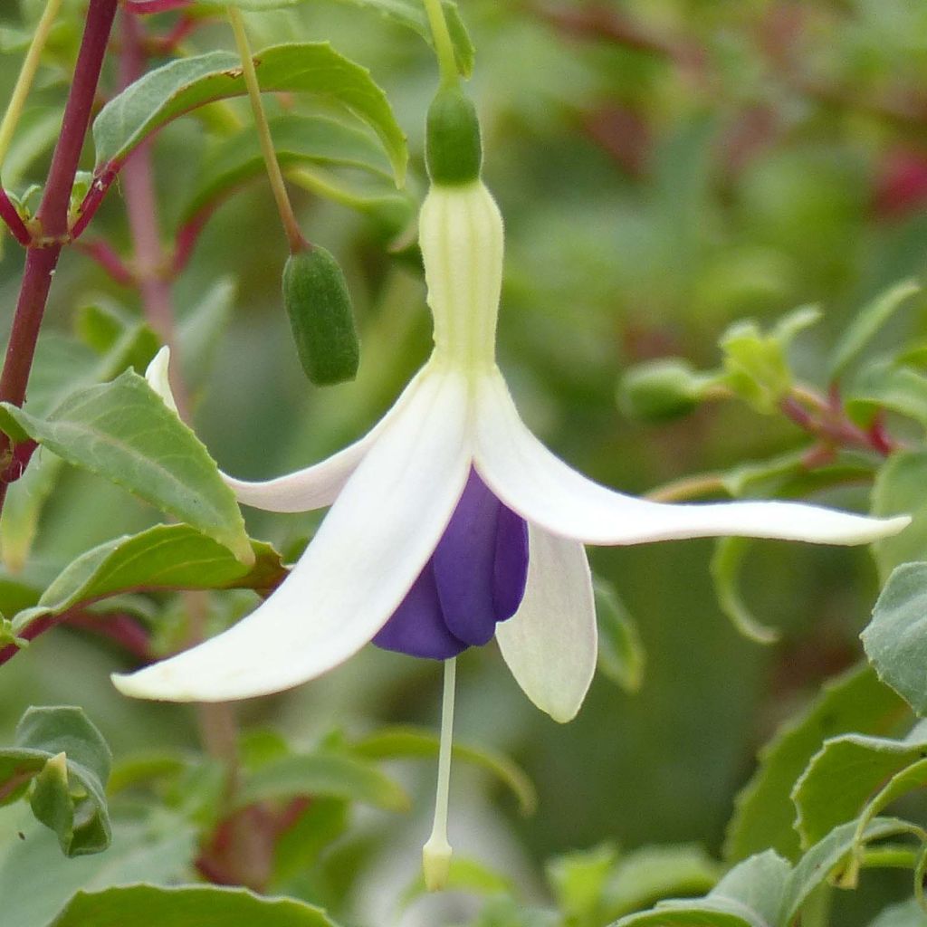 Fuchsia Blue Sarah - Fucsia