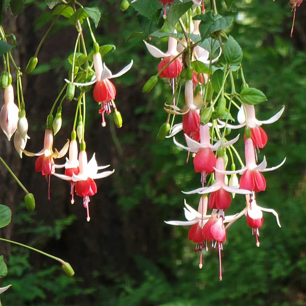 Fuchsia Celia Smedley - Fucsia