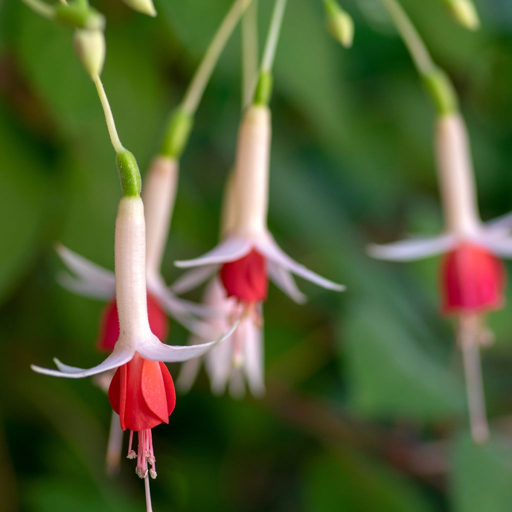 Fuchsia Celia Smedley - Fucsia