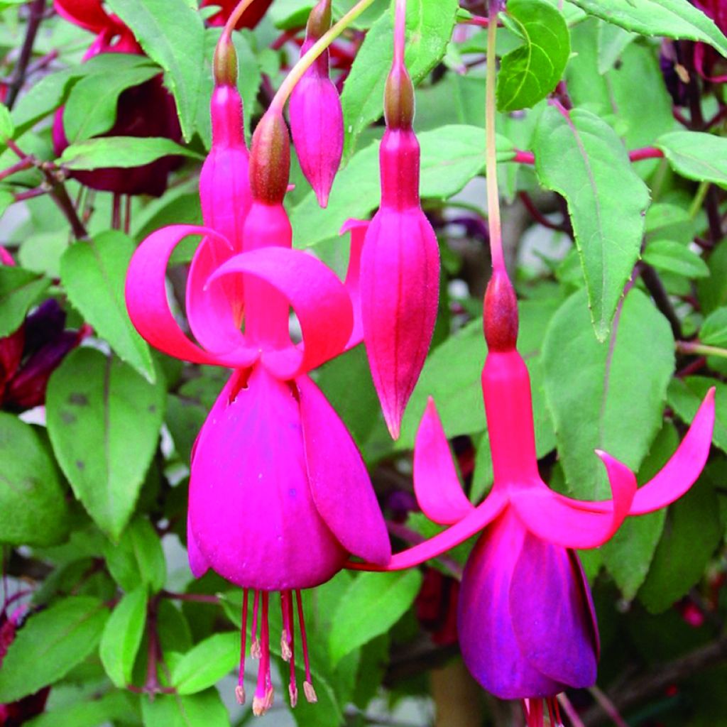 Fuchsia Charming - Fucsia