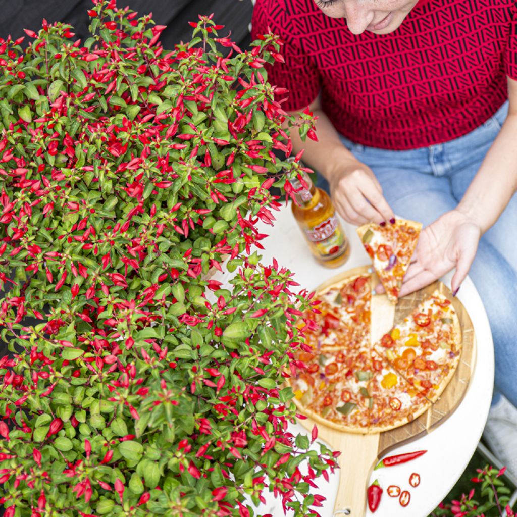 Fuchsia Chilli Red - Fucsia