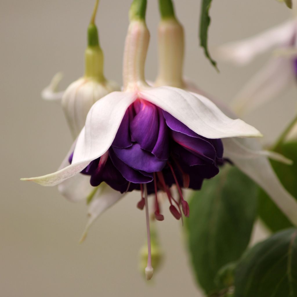 Fuchsia Deep Purple - Fucsia