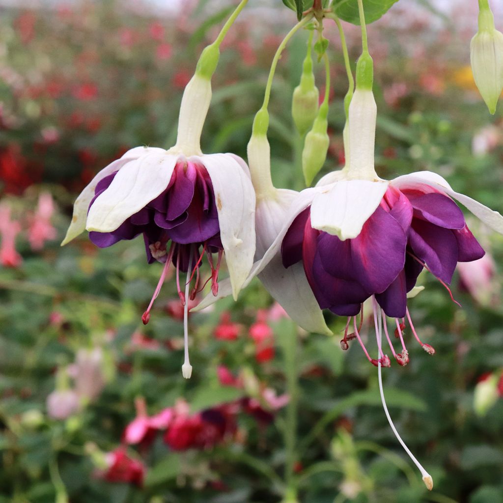 Fuchsia Deep Purple - Fucsia