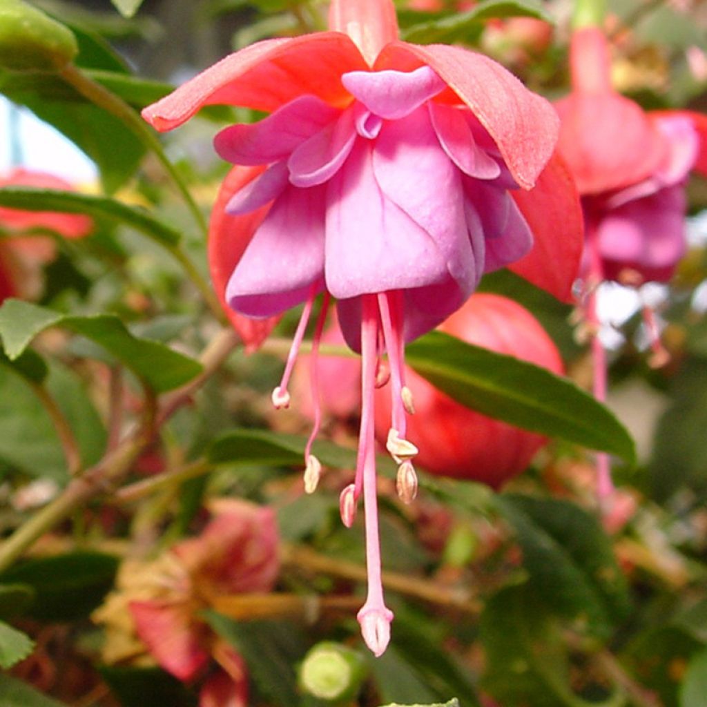 Fuchsia Heidi Ann - Fucsia