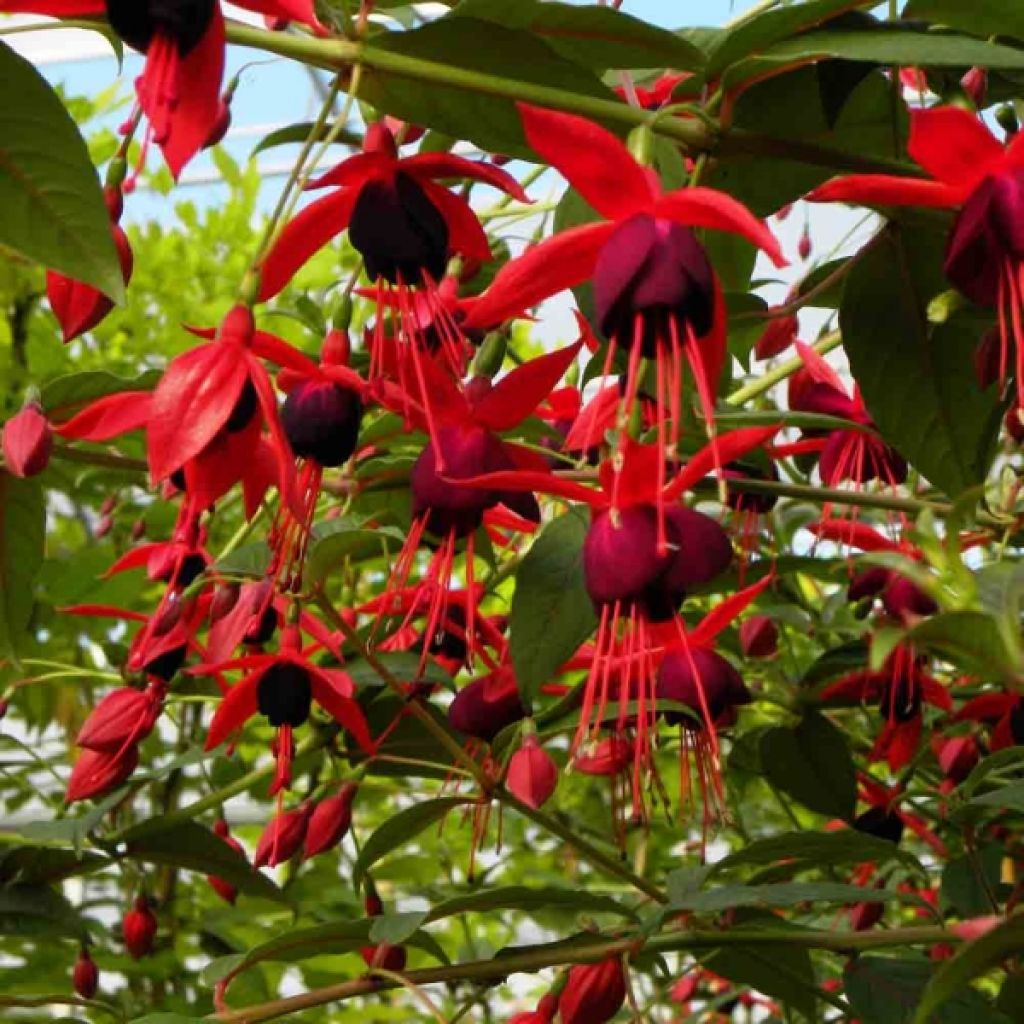 Fuchsia grimpant - Fuchsia Lady Boothby