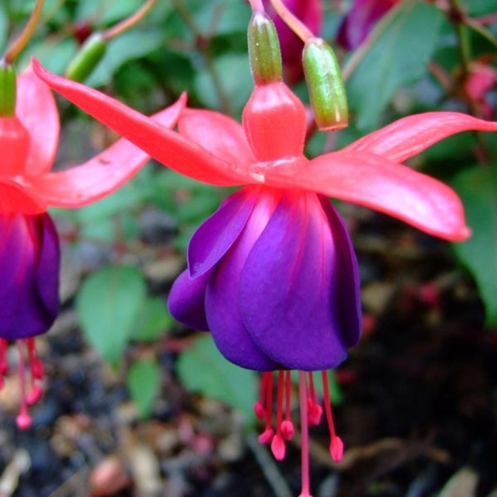 Fuchsia rustique Marjory Black