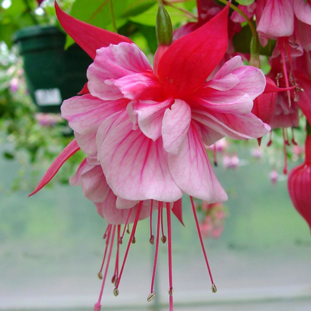 Fuchsia R.A.F - Fucsia