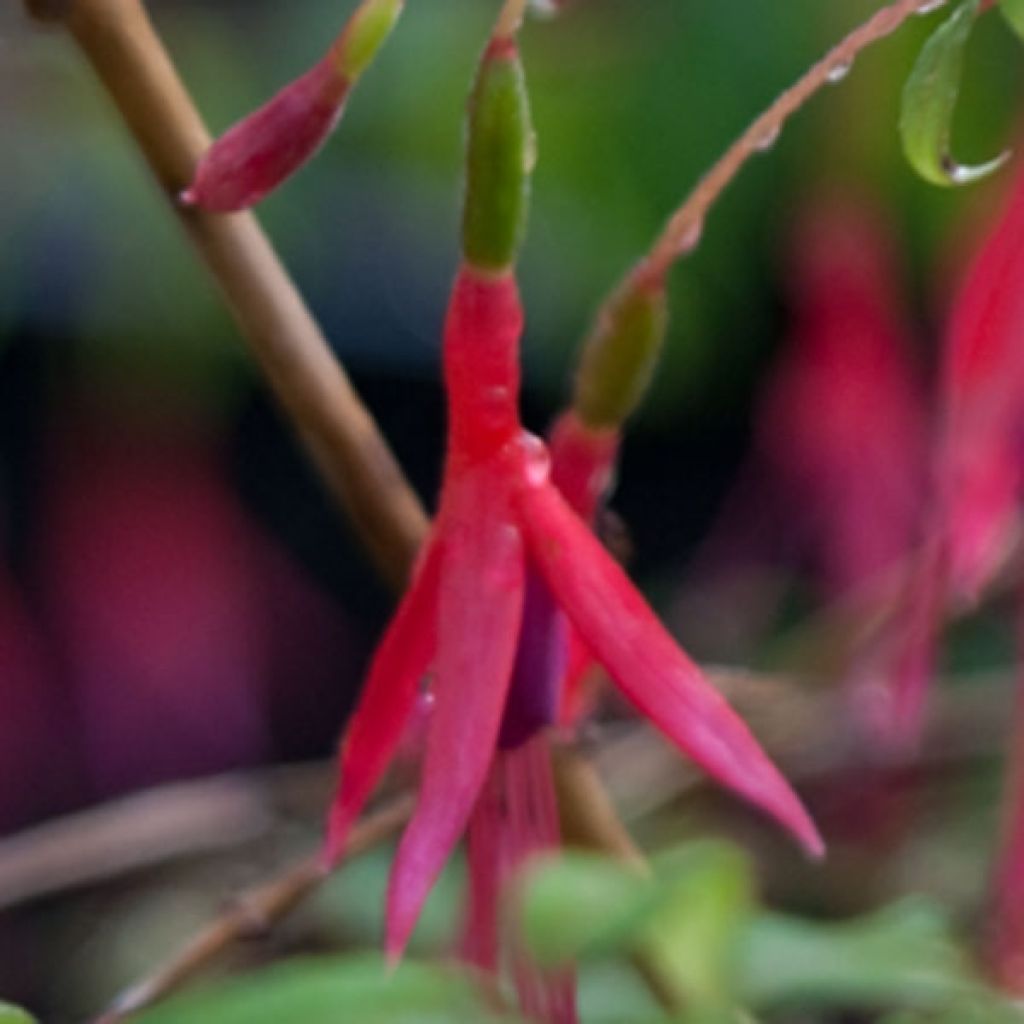 Fuchsia magellanica Riccartonii - Fucsia