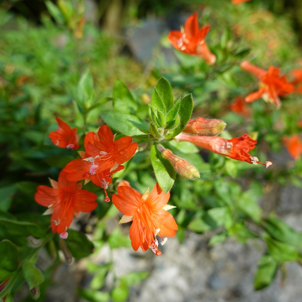 Zauschneria californica