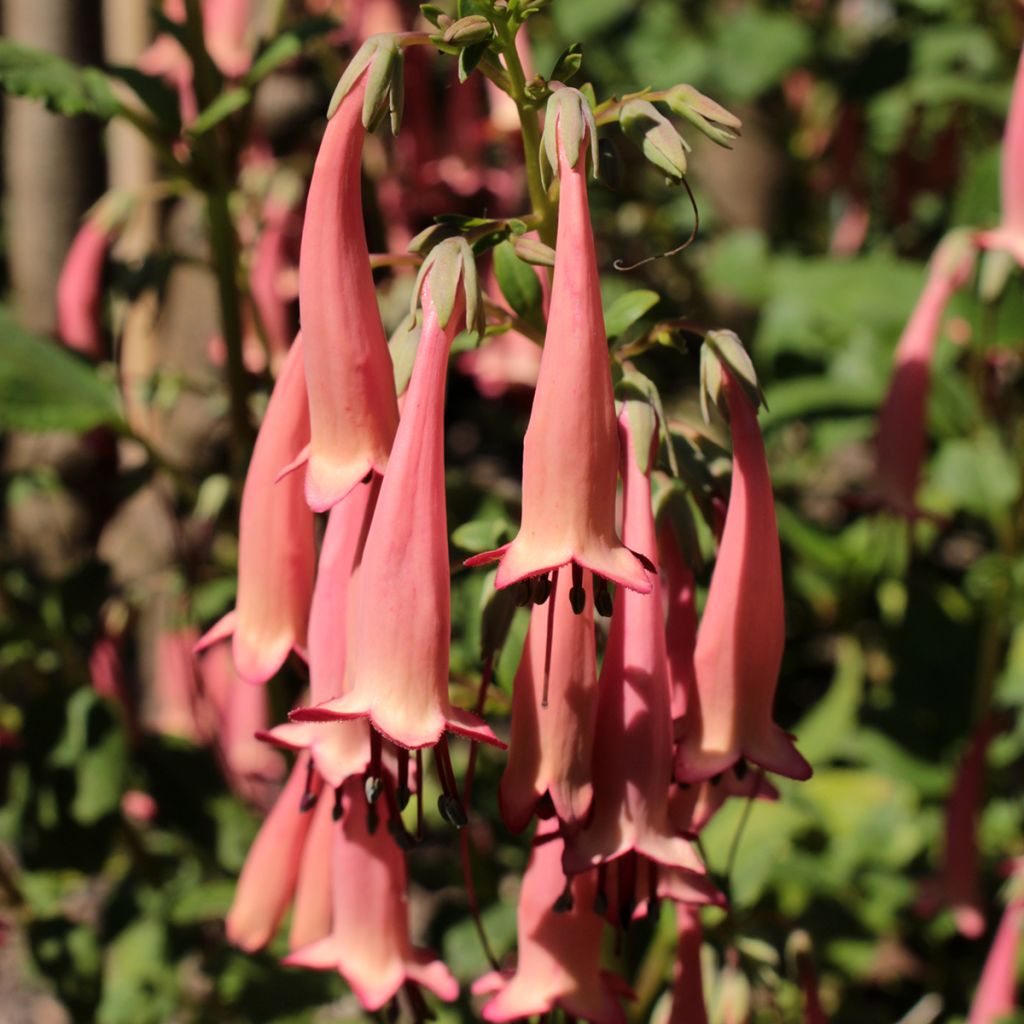 Phygelius aequalis Pink Trumpet