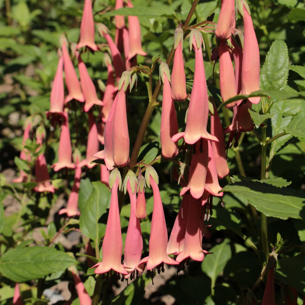 Phygelius aequalis Pink Trumpet