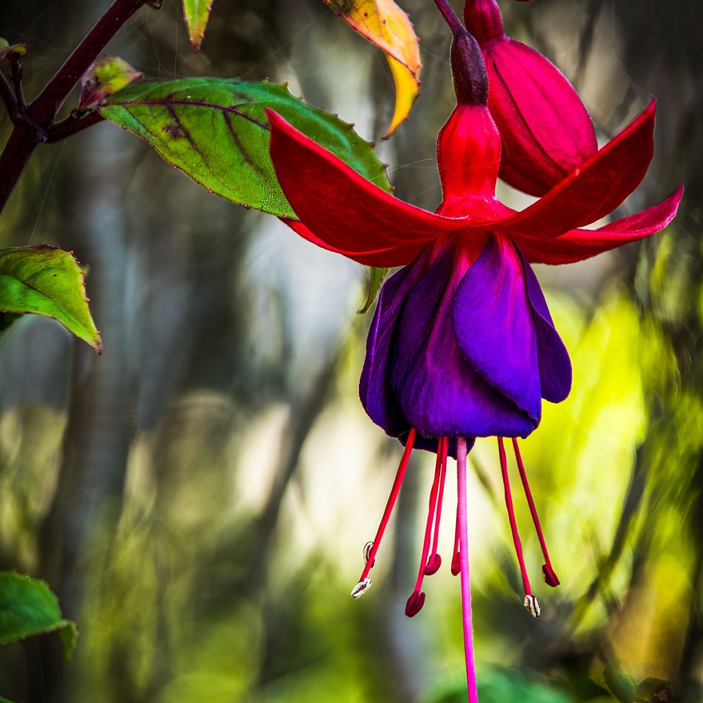 Fuchsia Lady Boothby - Fucsia