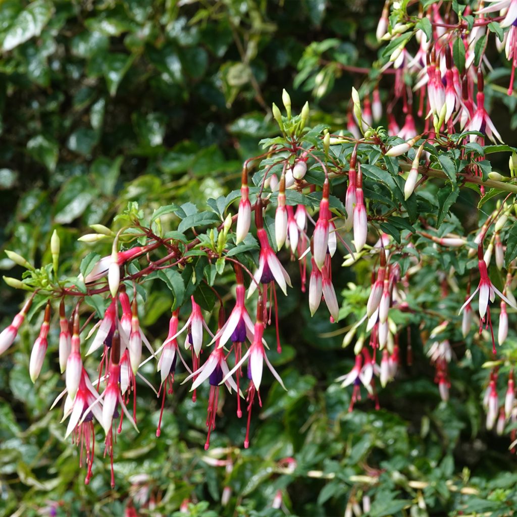 Fuchsia magellanica Arauco - Fucsia