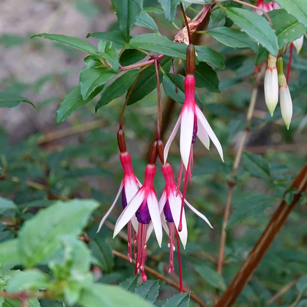 Fuchsia magellanica Arauco - Fucsia