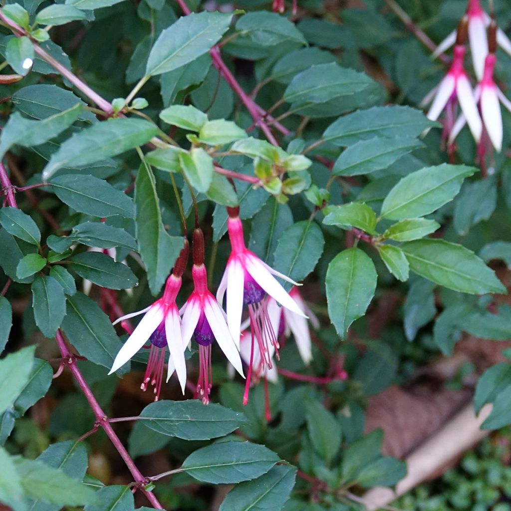 Fuchsia magellanica Arauco - Fucsia