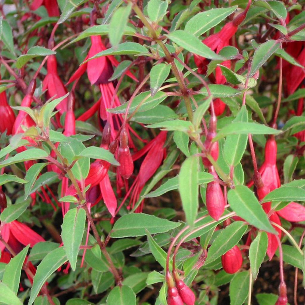 Fuchsia magellanica Pumila - Fucsia