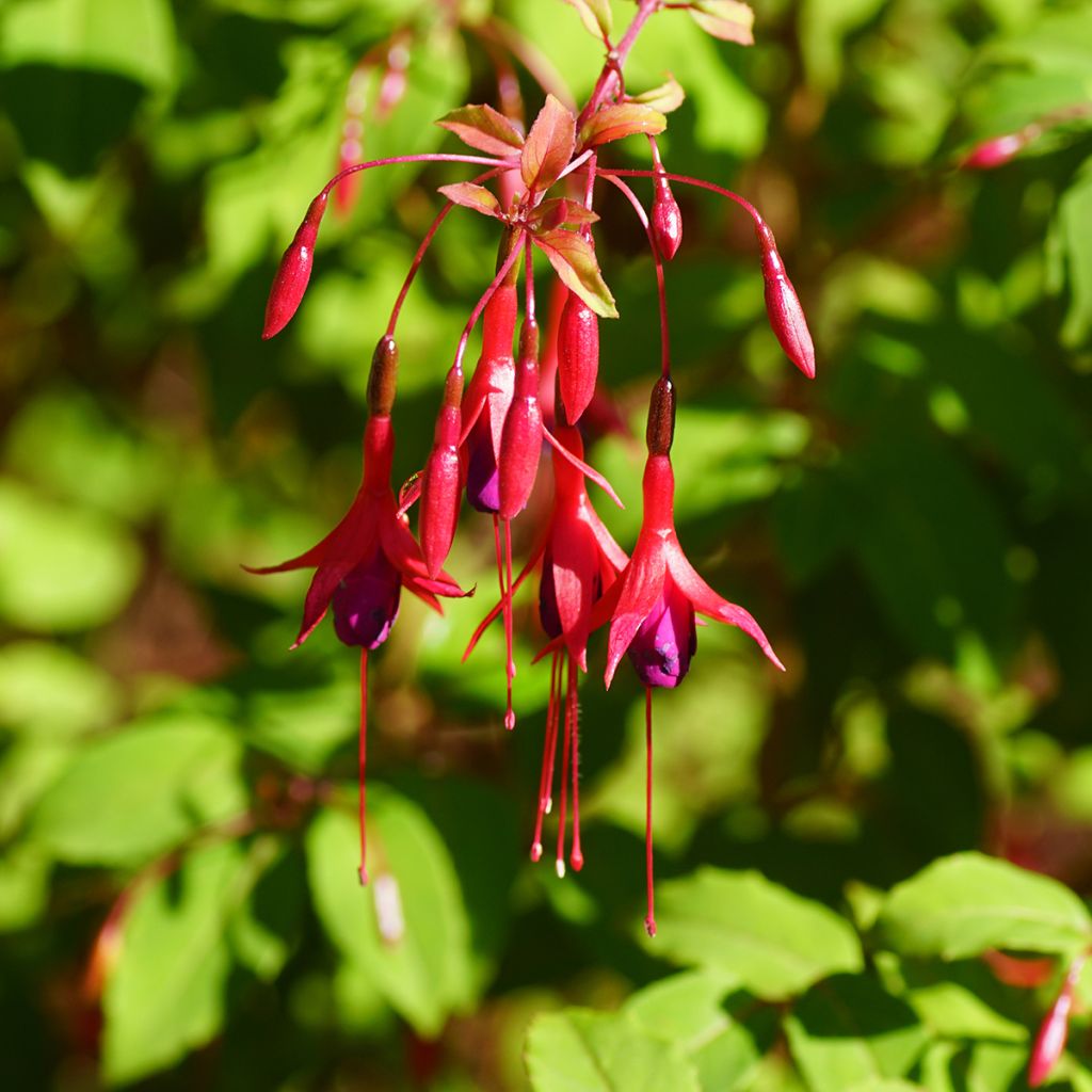 Fuchsia magellanica Riccartonii - Fucsia