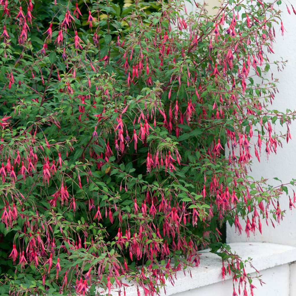 Fuchsia magellanica Riccartonii - Fucsia