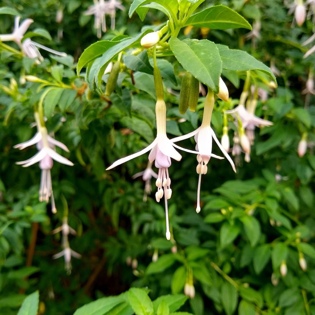 Fuchsia magellanica var. molinae - Fucsia