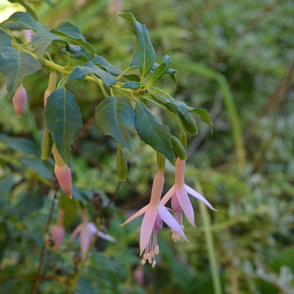 Fuchsia magellanica var. molinae - Fucsia