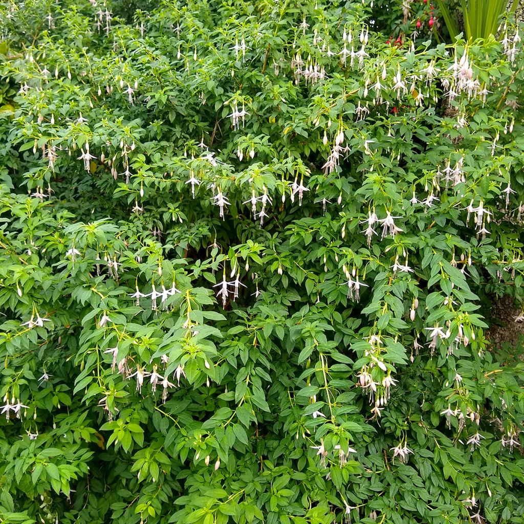 Fuchsia magellanica var. molinae - Fucsia