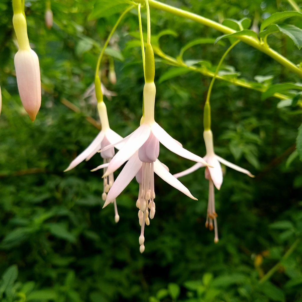 Fuchsia magellanica var. molinae - Fucsia