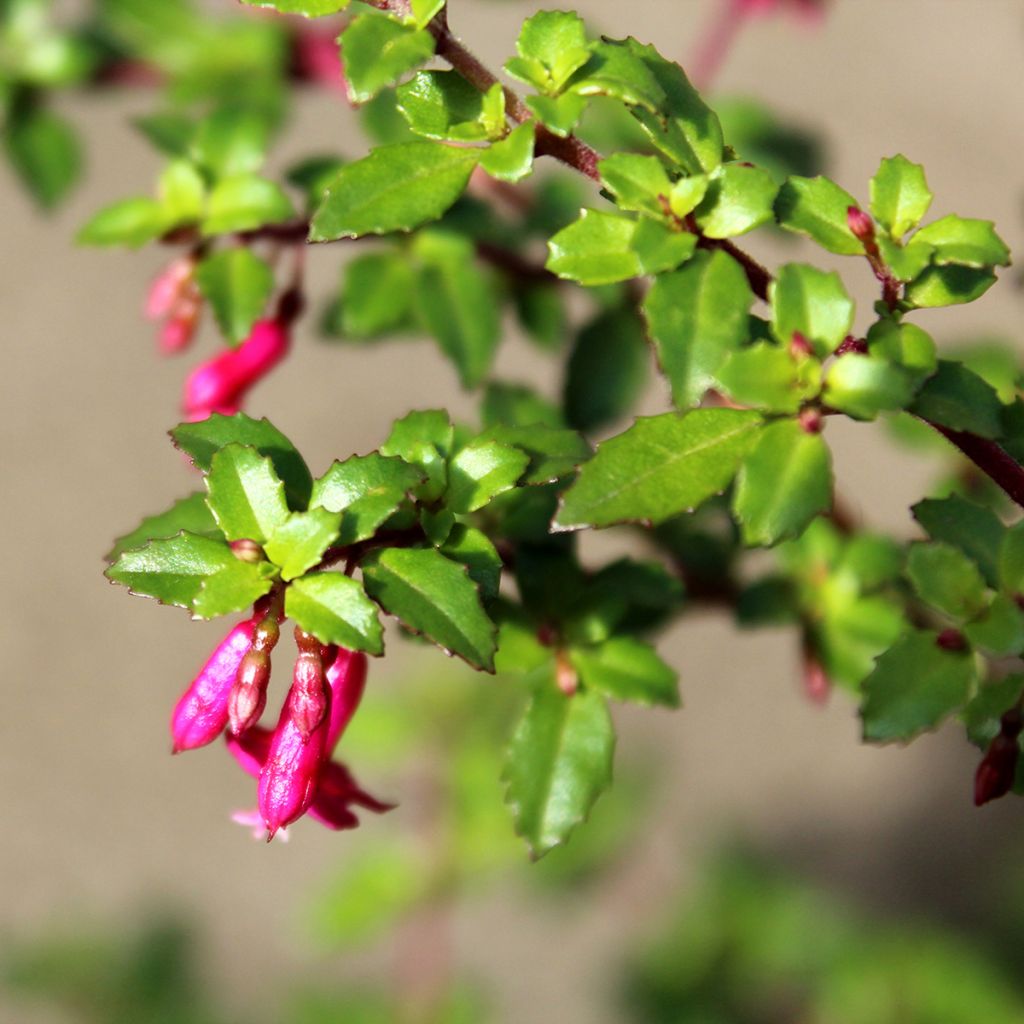 Fuchsia microphylla subsp. microphylla - Fucsia