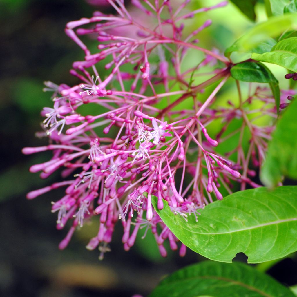 Fuchsia paniculata - Fucsia