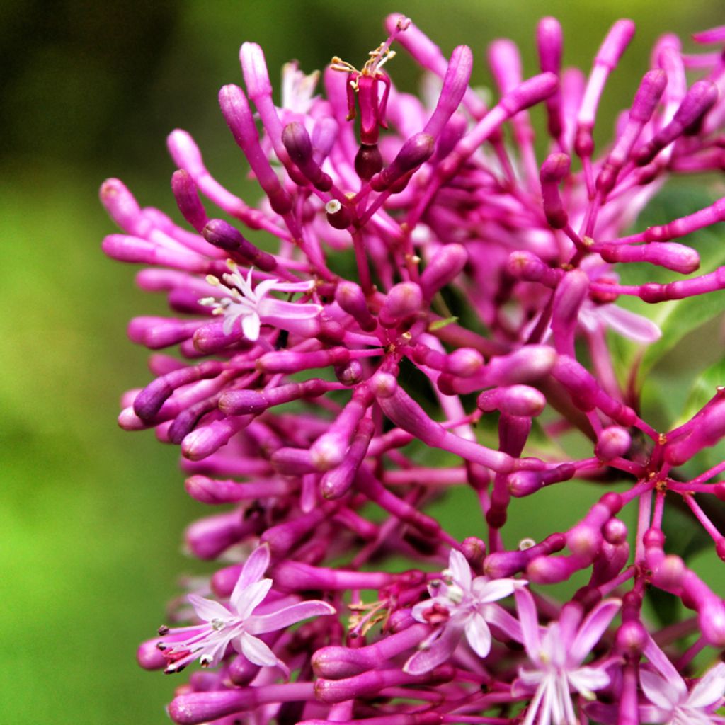 Fuchsia paniculata - Fucsia