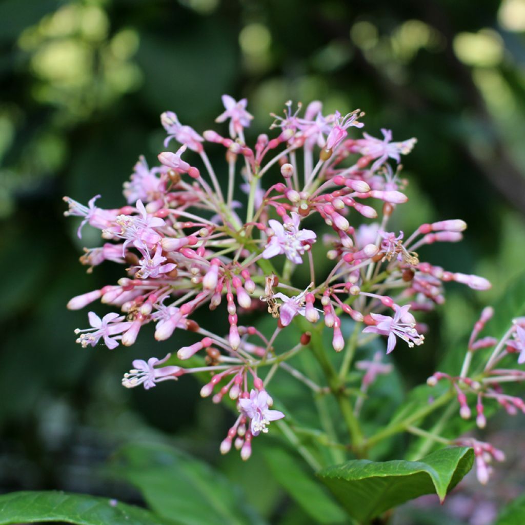 Fuchsia paniculata - Fucsia