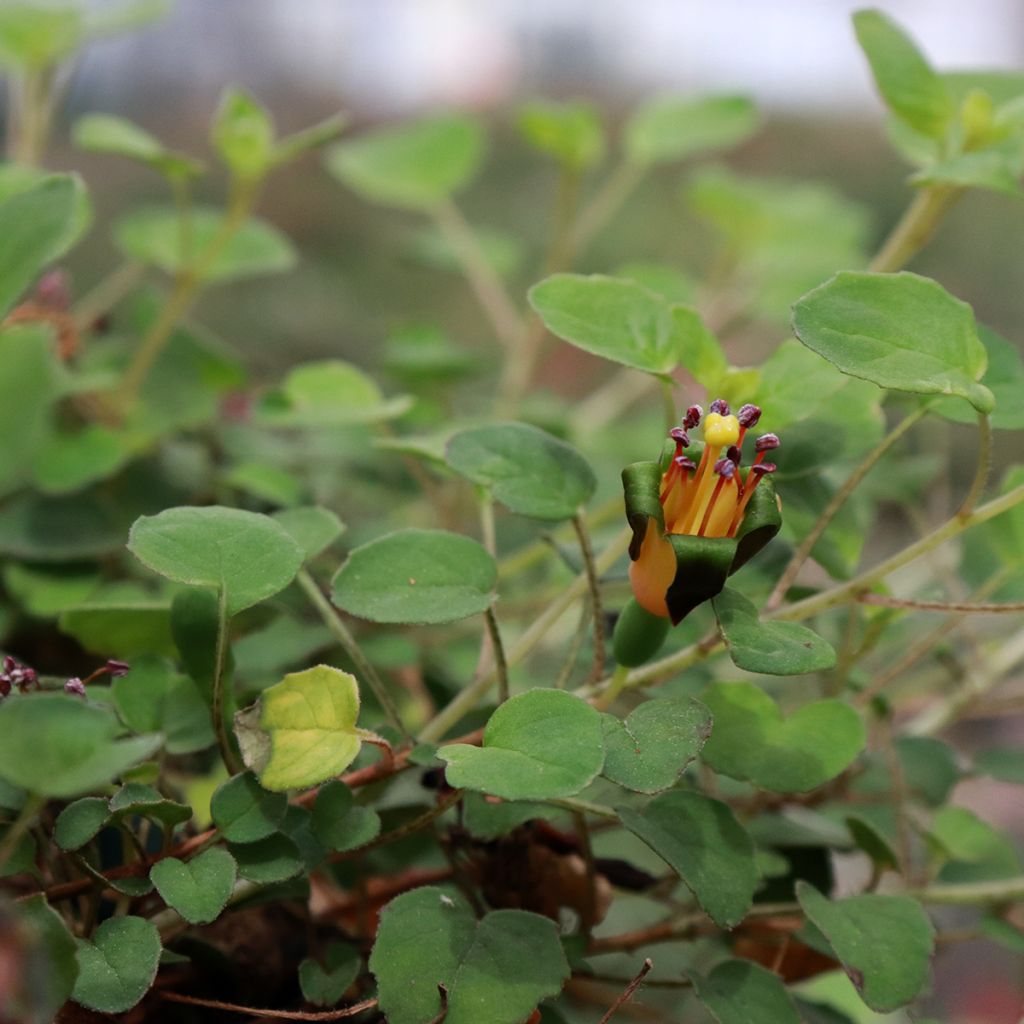 Fuchsia procumbens - Fucsia