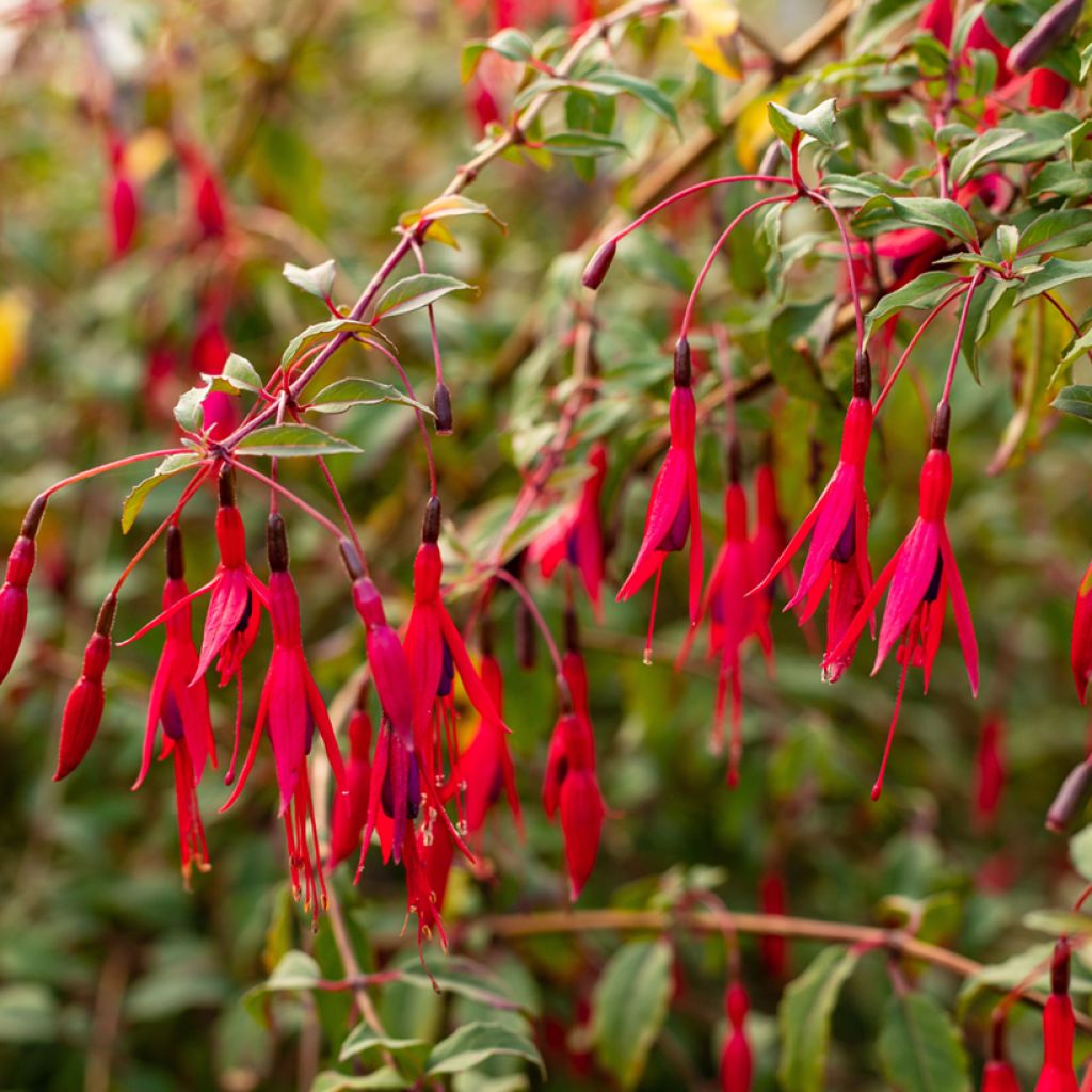 Fuchsia regia Regal - Fucsia