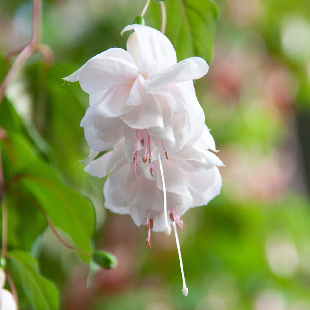 Fuchsia Holly Beauty - Fucsia