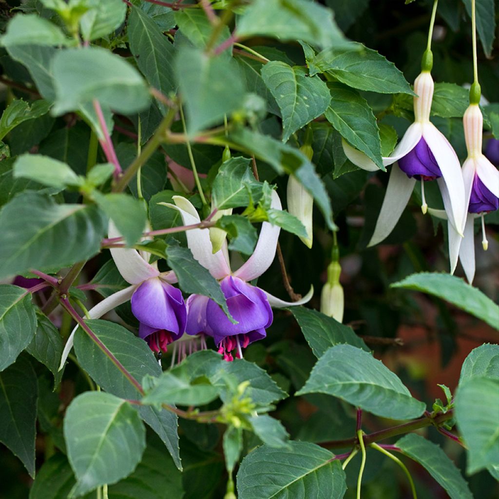 Fuchsia Blue Sarah - Fucsia